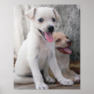 Poster met cute witte puppy