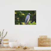 Poster met de geelbruin Night-Heron (Keuken)