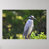 Poster met de geelbruin Night-Heron (Voorkant)