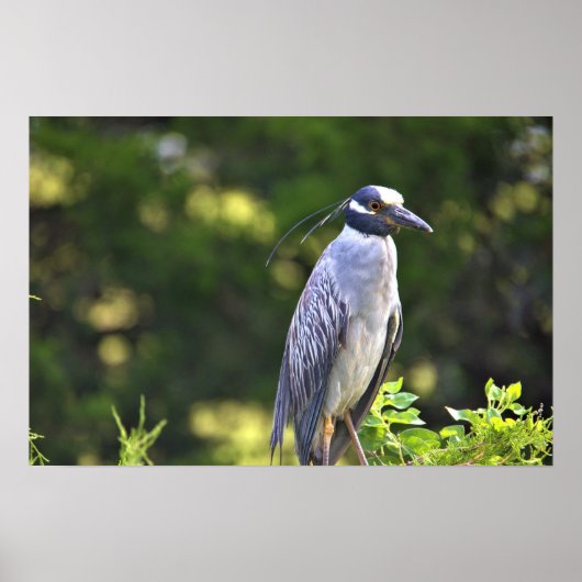 Poster met de geelbruin Night-Heron (Voorkant)