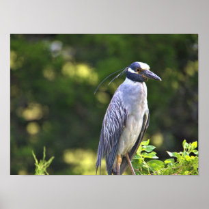 Poster met de geelbruin Night-Heron