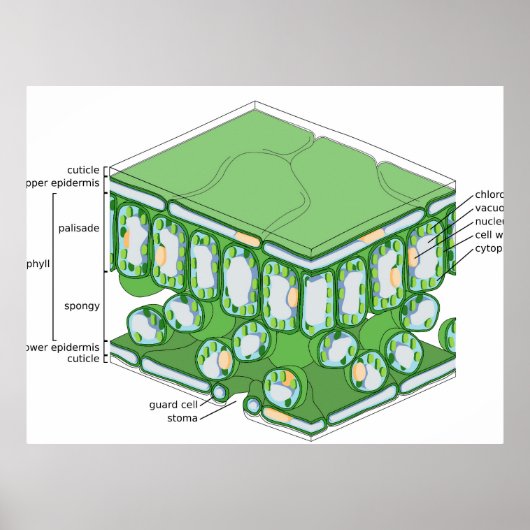 Poster met diagram van bladweefselstructuur en pla (Voorkant)
