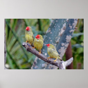 Poster met drie sterren