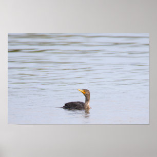 Poster met dubbelkuif-aalscholver