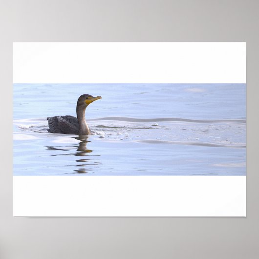 Poster met dubbelkuif-aalscholver vogel (Voorkant)