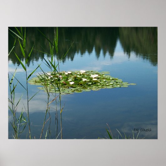 Poster met een afbeelding witte lotusbloemen (Voorkant)
