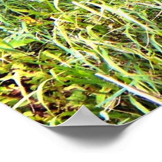 Poster met een witte buck (Hoek)