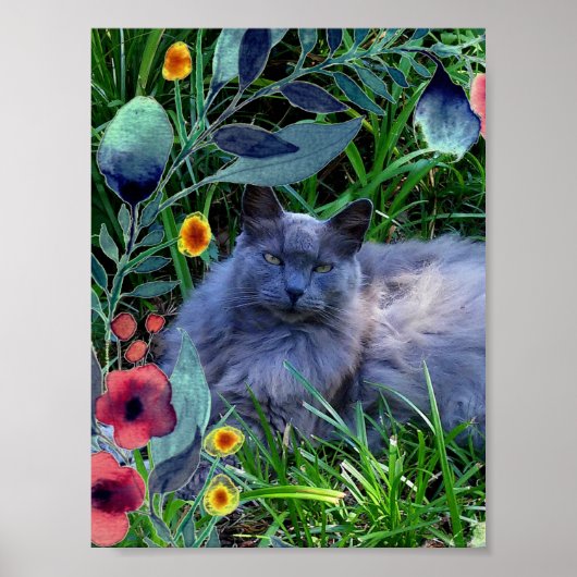 Poster met Fluffy Langharige Russische Blauwe Kat (Voorkant)