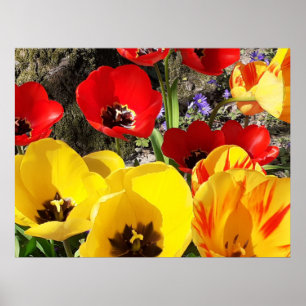 Poster met gele en rode tulpen