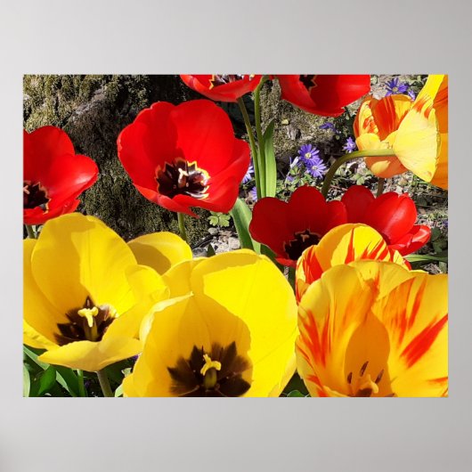 Poster met gele en rode tulpen (Voorkant)