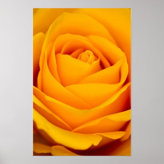 Poster met gele roos bloem (Voorkant)