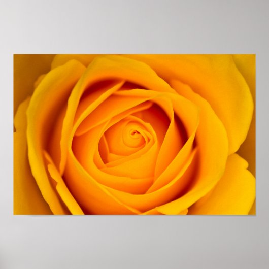 Poster met gele roos bloem (Voorkant)