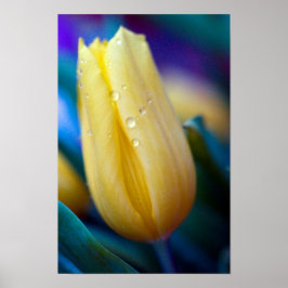 Poster met gele tulpenbloem