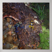 Poster met giftefriskikkers (Voorkant)