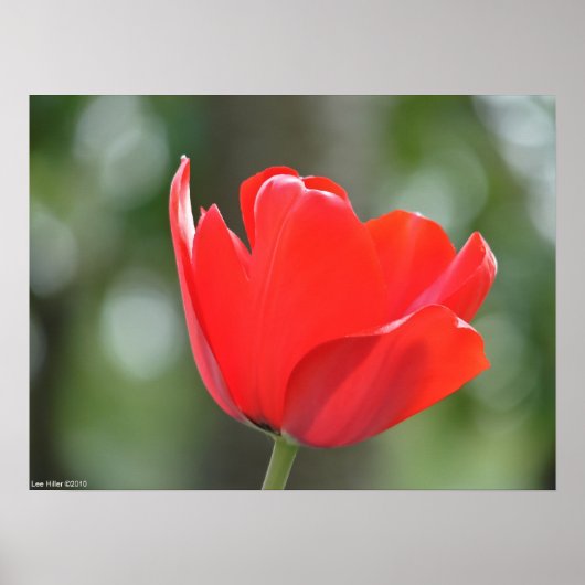 Poster met glanzende rode tulp (Voorkant)