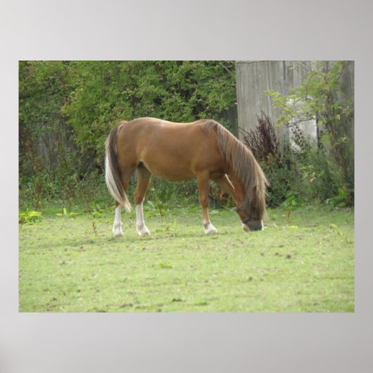 Poster met grazende kastanjebruine paard (Voorkant)