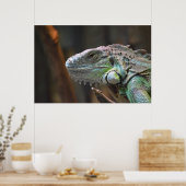 Poster met hoofd van de kleurrijke Iguana hagedis (Keuken)