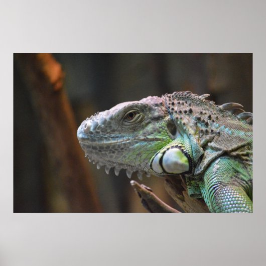 Poster met hoofd van de kleurrijke Iguana hagedis (Voorkant)