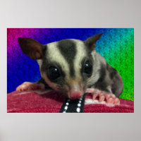 Poster met jonge suikerglider