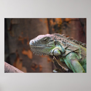 Poster met kleurrijke Iguana hagedis