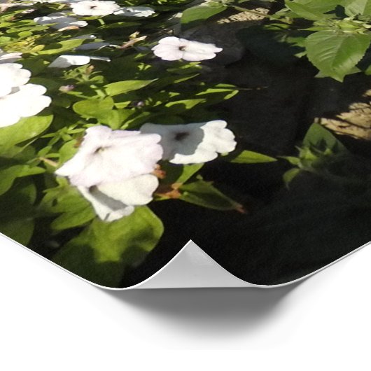 Poster met kleurrijke petunia (Hoek)