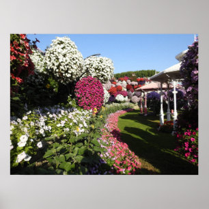 Poster met kleurrijke petunia