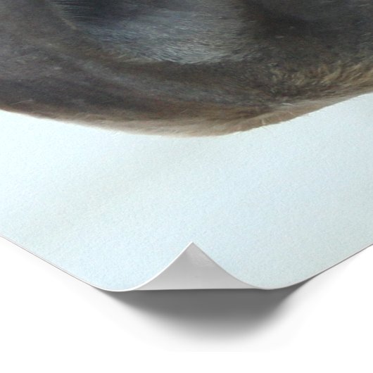 Poster met kwartpaarden (Hoek)