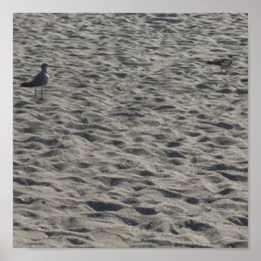 Poster met meeuwen (Voorkant)