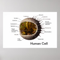 Poster met menselijke cellen
