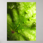 Poster met mysterie-bladeren (2) (Voorkant)