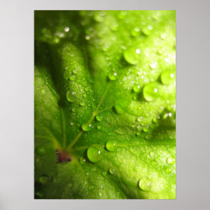 Poster met mysterie-bladeren (2)