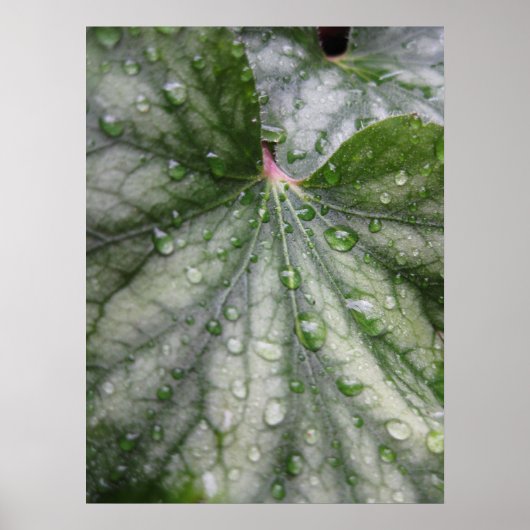 Poster met mysterie-bladeren (3) (Voorkant)