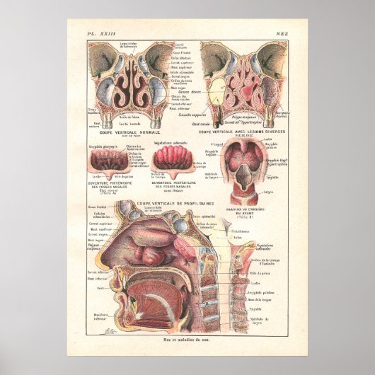 Poster met neus en sinussen voor anatomie in het F (Voorkant)