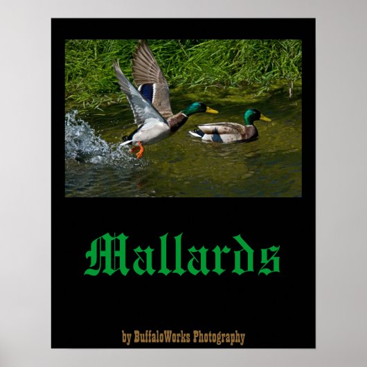 Poster met opvliegende wilde eend (Voorkant)