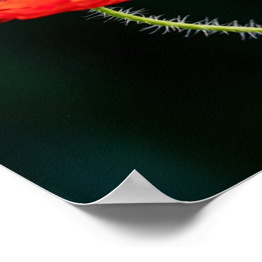 Poster met papaverventilator (Hoek)