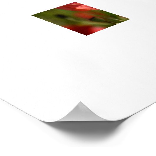 Poster met papaverventilator (Hoek)