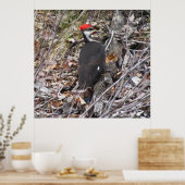 Poster met pileated Woodpecker Pecking (Keuken)