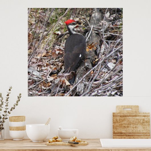 Poster met pileated Woodpecker Pecking (Keuken)