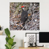 Poster met pileated Woodpecker Pecking (Thuiskantoor)