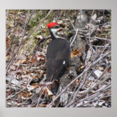 Poster met pileated Woodpecker Pecking (Voorkant)