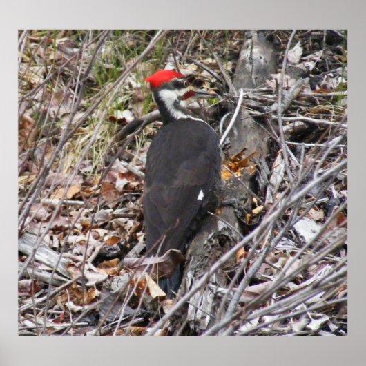 Poster met pileated Woodpecker Pecking (Voorkant)