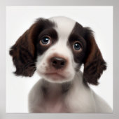 Poster met portret van een Franse Spaniel puppy ho (Voorkant)