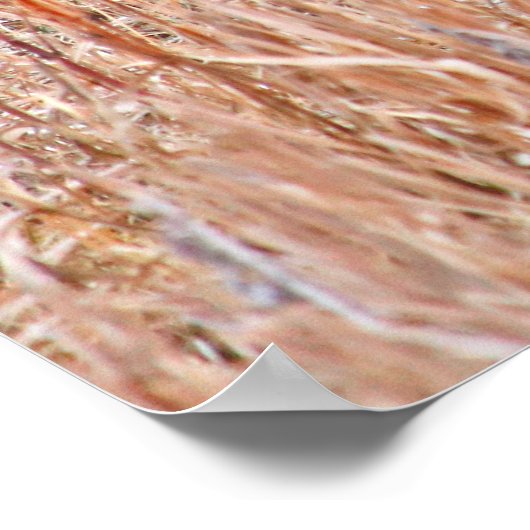 Poster met ringhalsfeefasantia (Hoek)