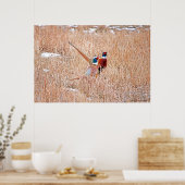 Poster met ringhalsfeefasantia (Keuken)