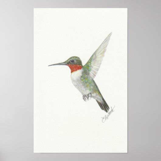 Poster met robijnkeelkolibrie (Voorkant)