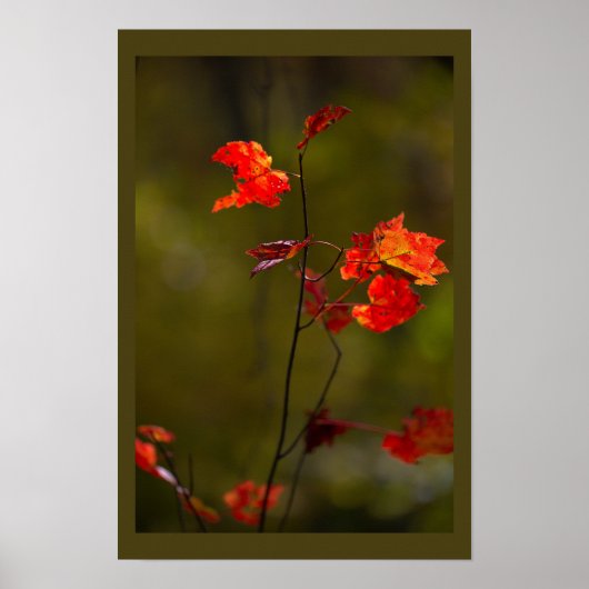 Poster met rode bladeren en takken (Voorkant)