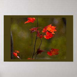 Poster met rode bladeren en takken