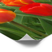 Poster met rode en Oranje tulpen (Hoek)