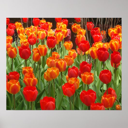 Poster met rode en Oranje tulpen (Voorkant)