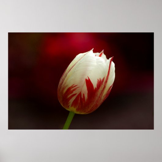 Poster met rode en witte tulp (Voorkant)